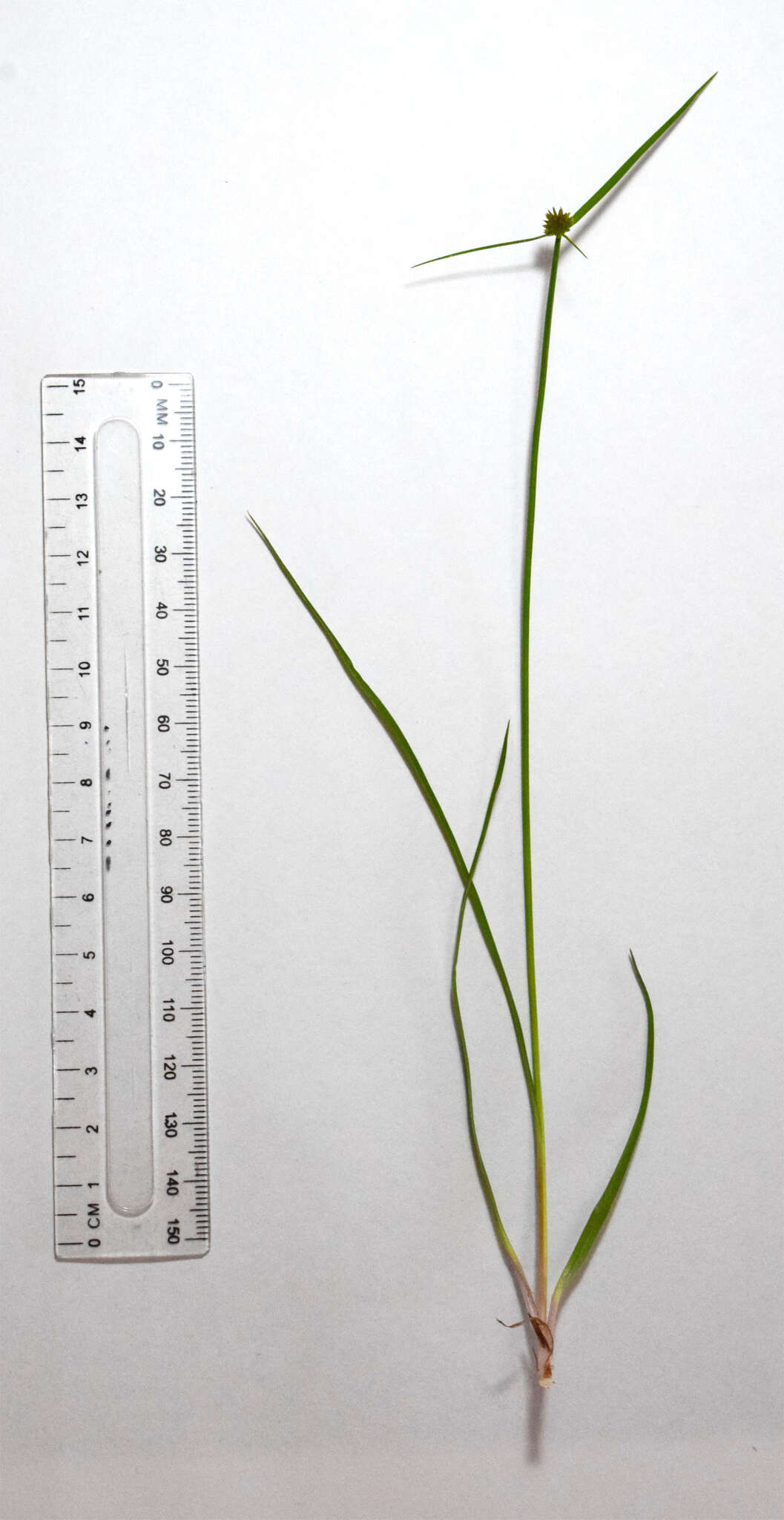 Image of Cyperus erectus (Schumach.) Mattf. & Kük.