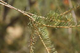 Image of Lambertia ericifolia R. Br.