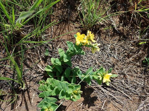 Imagem de Hypericum aethiopicum subsp. aethiopicum