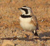 Image of Temminck's Horned Lark