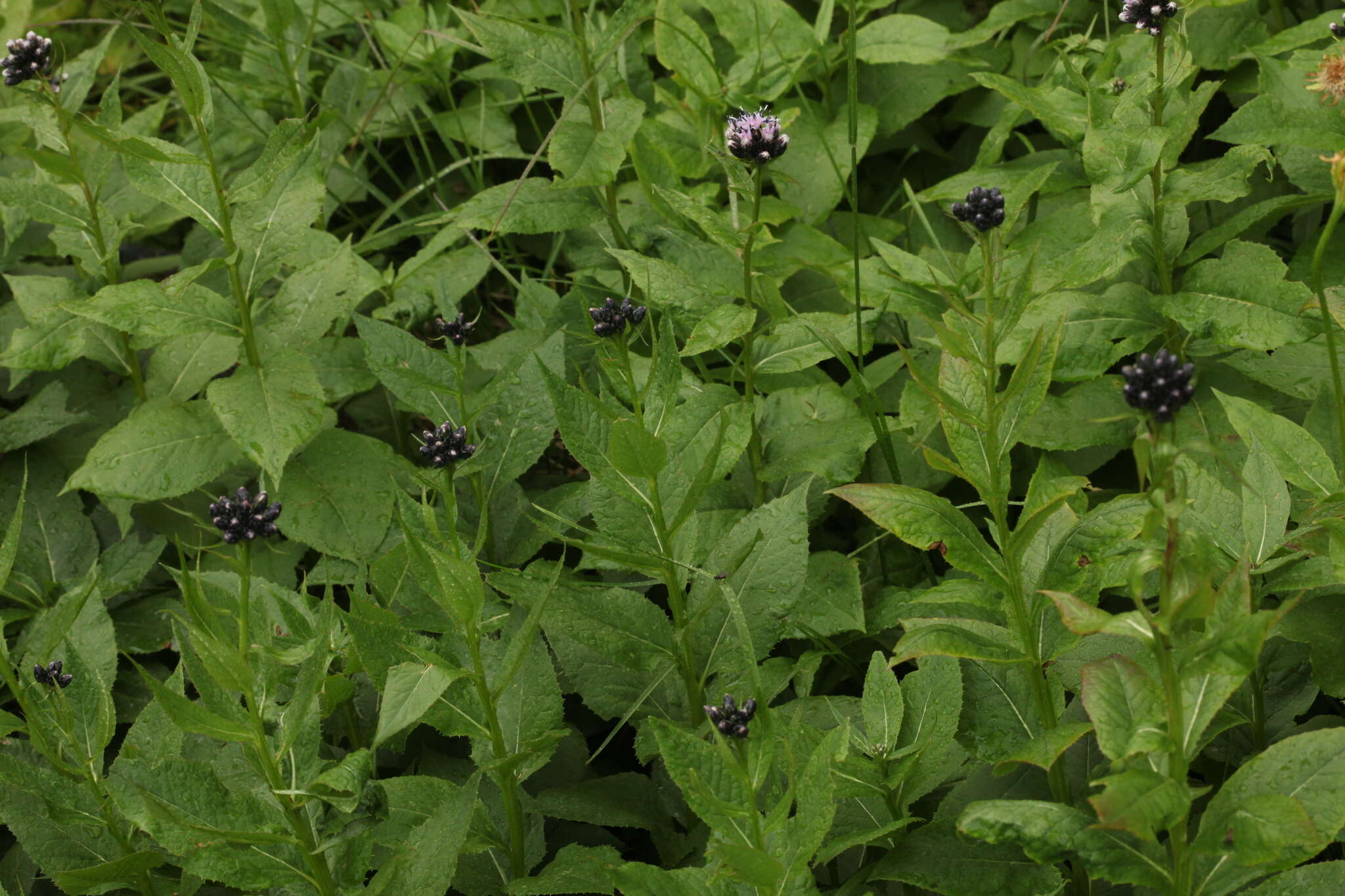 Image of Saussurea latifolia Ledeb.