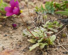 Image of Diascia elongata Benth.