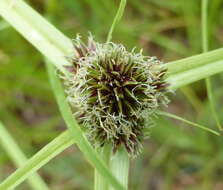 Image of Cyperus bracheilema (Steud.) Mattf. & Kük.