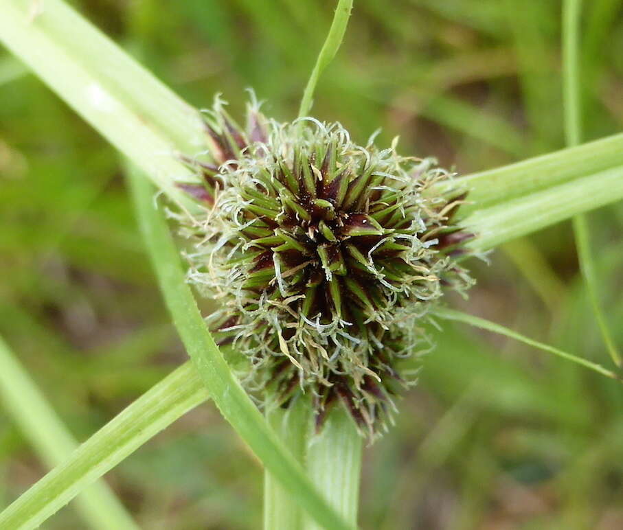 Image of Cyperus bracheilema (Steud.) Mattf. & Kük.