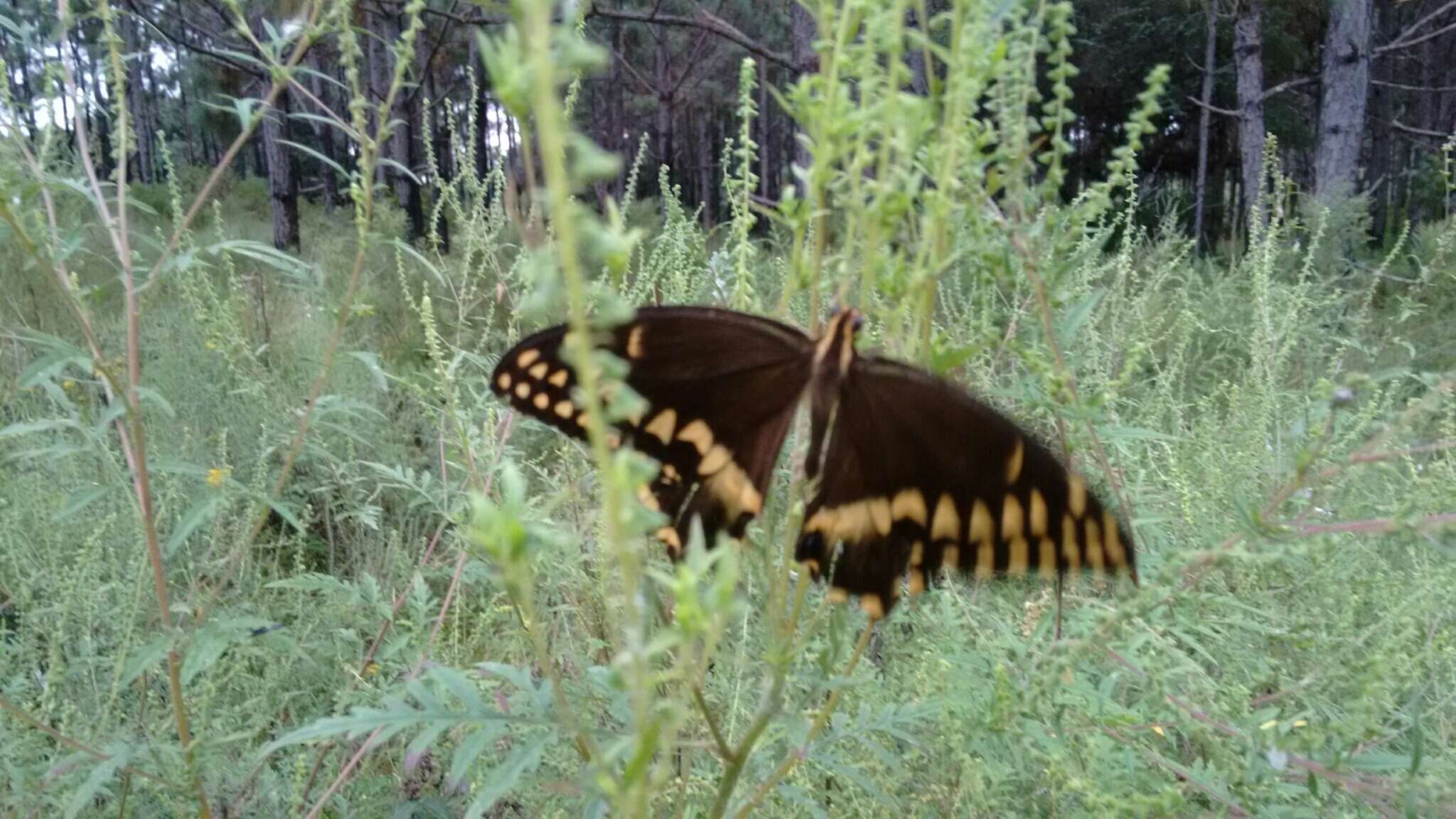 Image of Palamedes Swallowtail