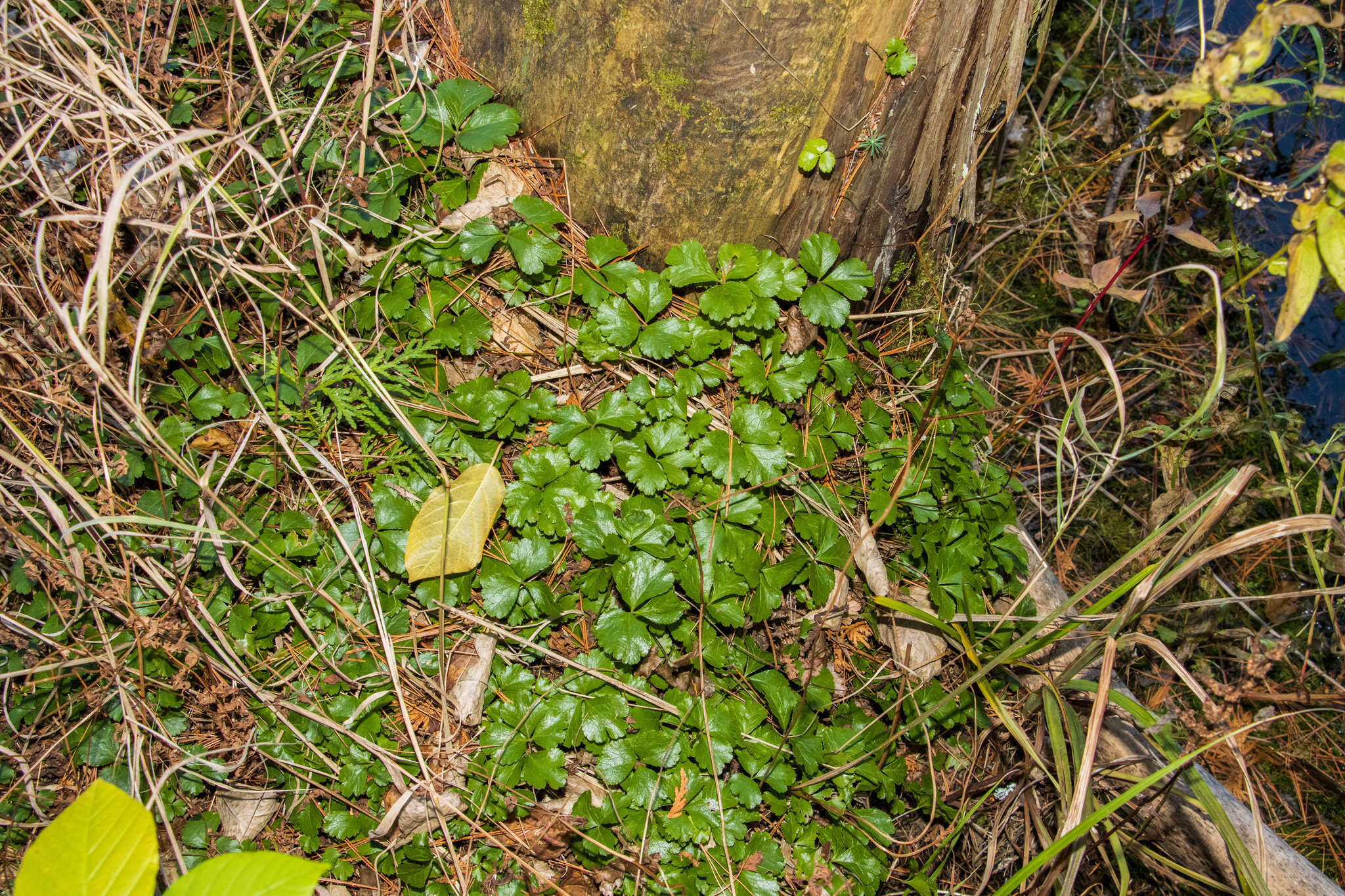 Image of Coptis trifolia subsp. trifolia