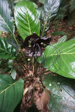 Image of black bat flower