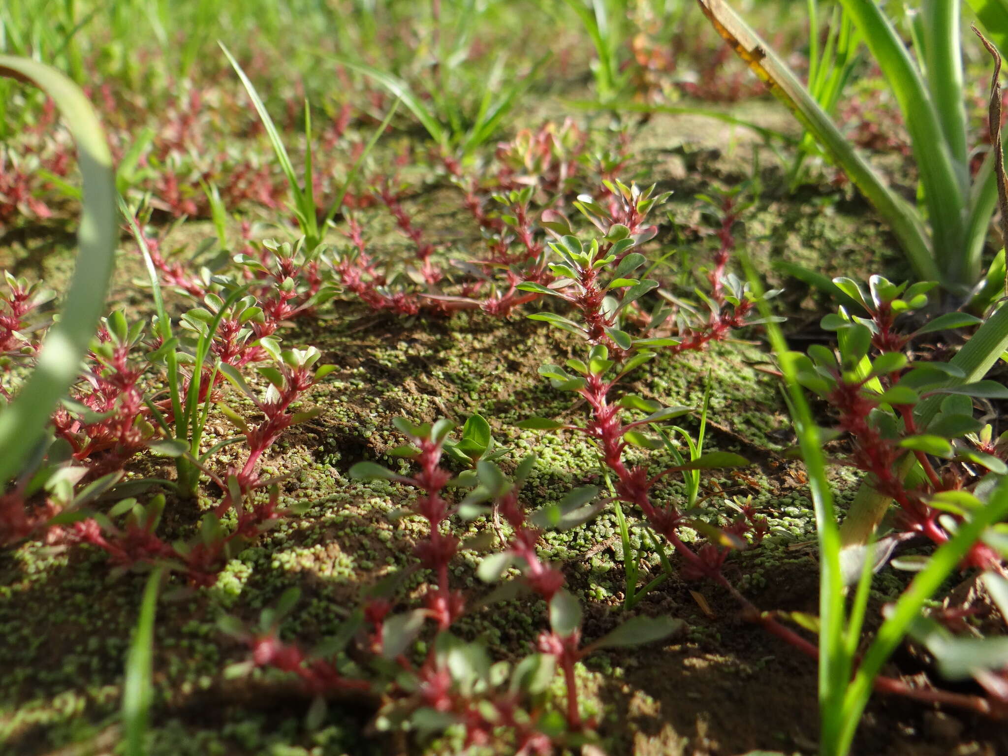 Image of Spatulaleaf Loosestrife