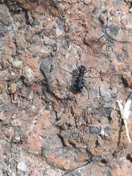 Image of Cylindera (Ifasina) decolorata (W. Horn 1907)