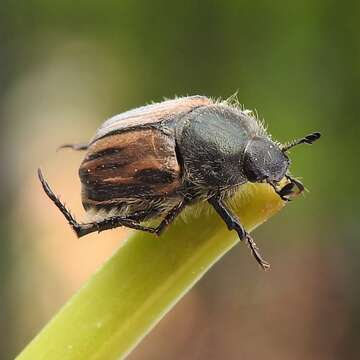 Imagem de Blitopertha (Blitopertha) lineolata (Fischer von Waldheim 1823)