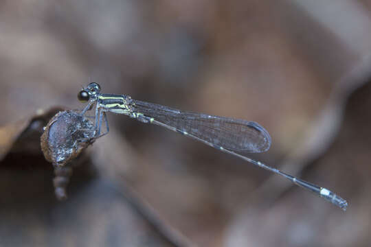 Image of Mortonagrion arthuri Fraser 1942