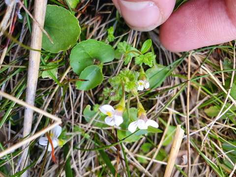 Imagem de Euphrasia cheesemanii Wettst.