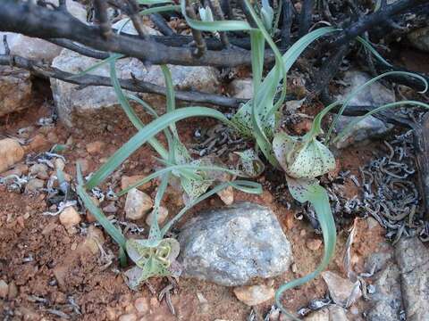 Image of Colchicum circinatum subsp. circinatum