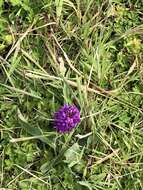 Image of Northern Marsh-orchid