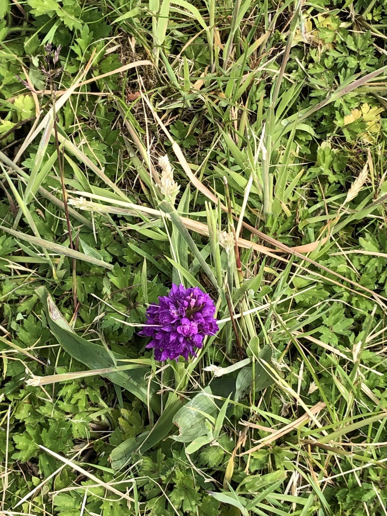 Image of Northern Marsh-orchid