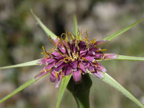 Image of Tragopogon porrifolius subsp. porrifolius