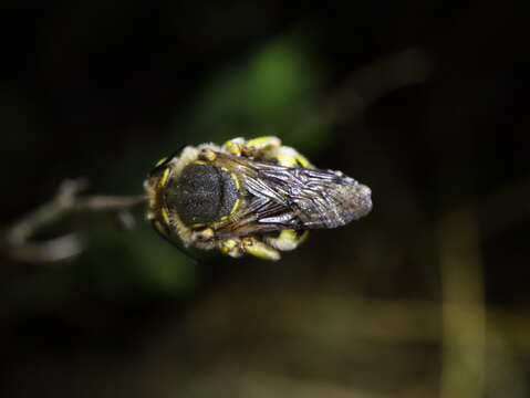 Image de Anthidium loti Perris 1852