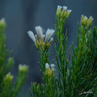 Imagem de Baccharis linearis (Ruiz & Pavón) Pers.