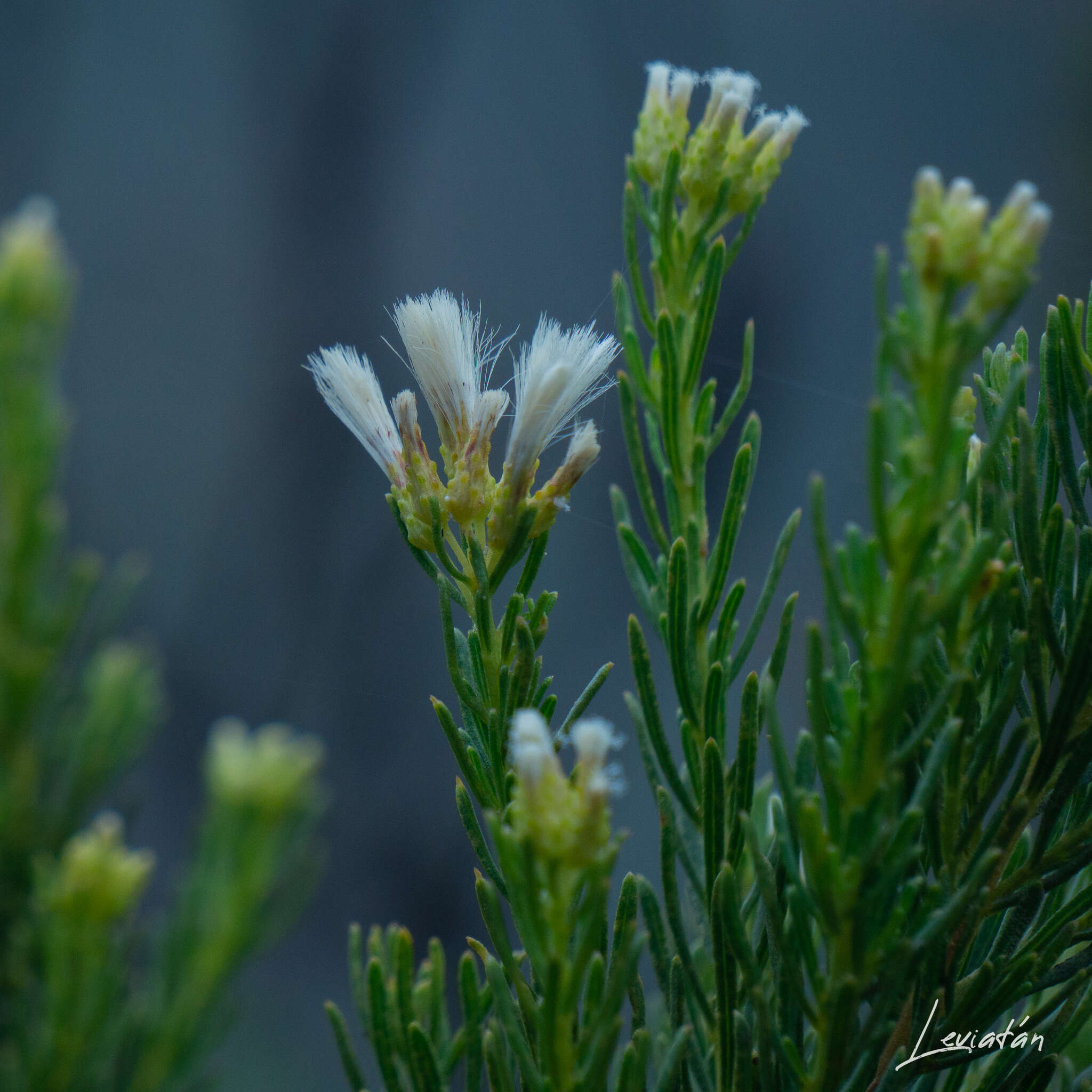 Imagem de Baccharis linearis (Ruiz & Pavón) Pers.