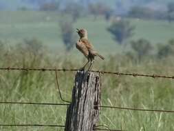 Image of Brown Songlark