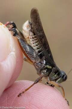 Melanoplus sanguinipes (Fabricius 1798)的圖片