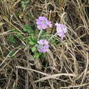 Image of Primula fistulosa Turkev.