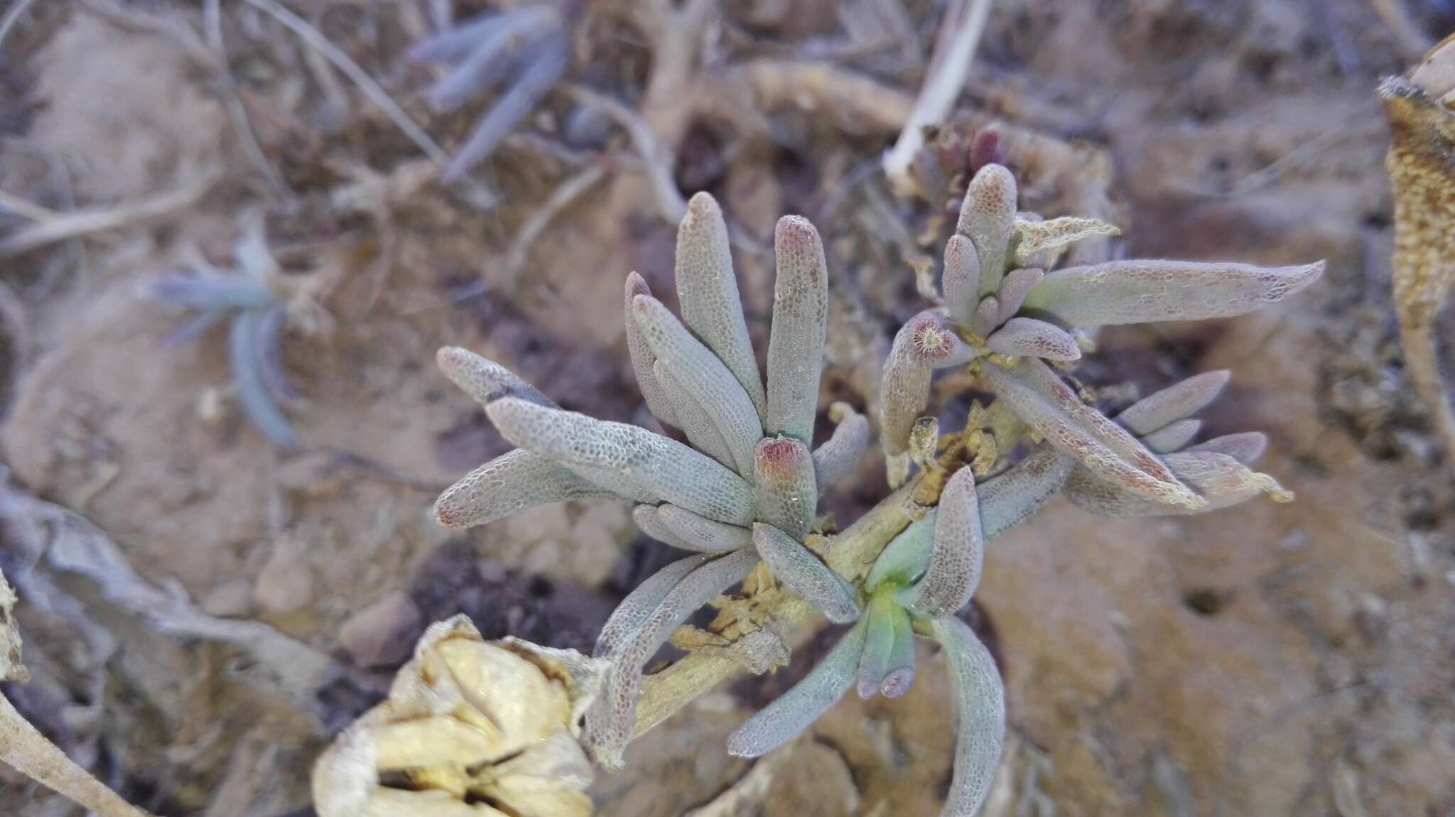 Image of Mesembryanthemum grossum (Soland.)