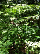 صورة Pteridium latiusculum subsp. latiusculum