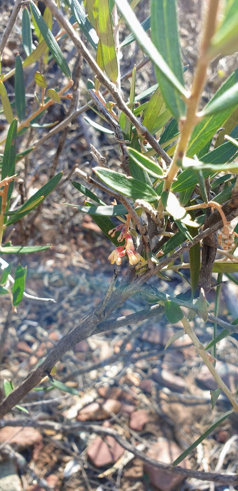 Image of Grevillea aspera R. Br.