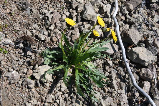 Taraxacum macroceras Dahlst.的圖片