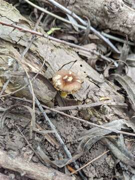 Image of Pluteus globiger Singer 1952