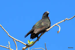 Image of Christmas Imperial Pigeon