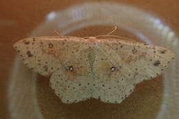 Imagem de Cyclophora porata Fabricius