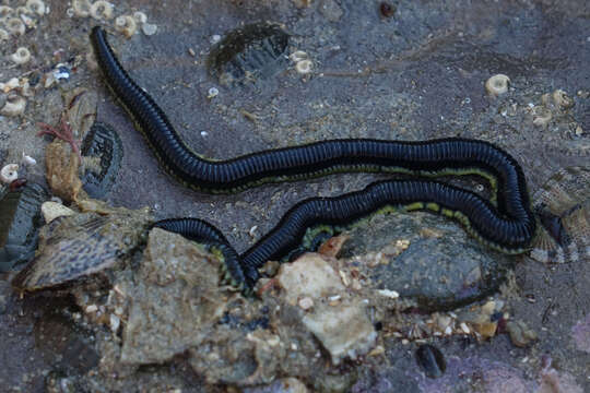 Eulalia microphylla Schmarda 1861 resmi