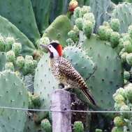 Image of Green-barred Woodpecker