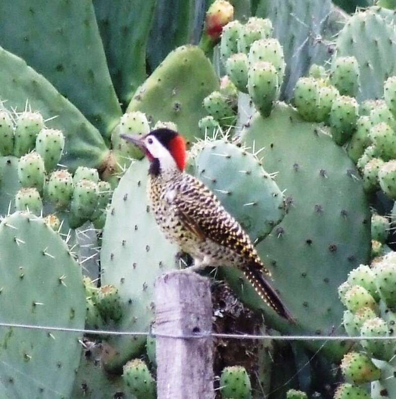 Image of Green-barred Woodpecker