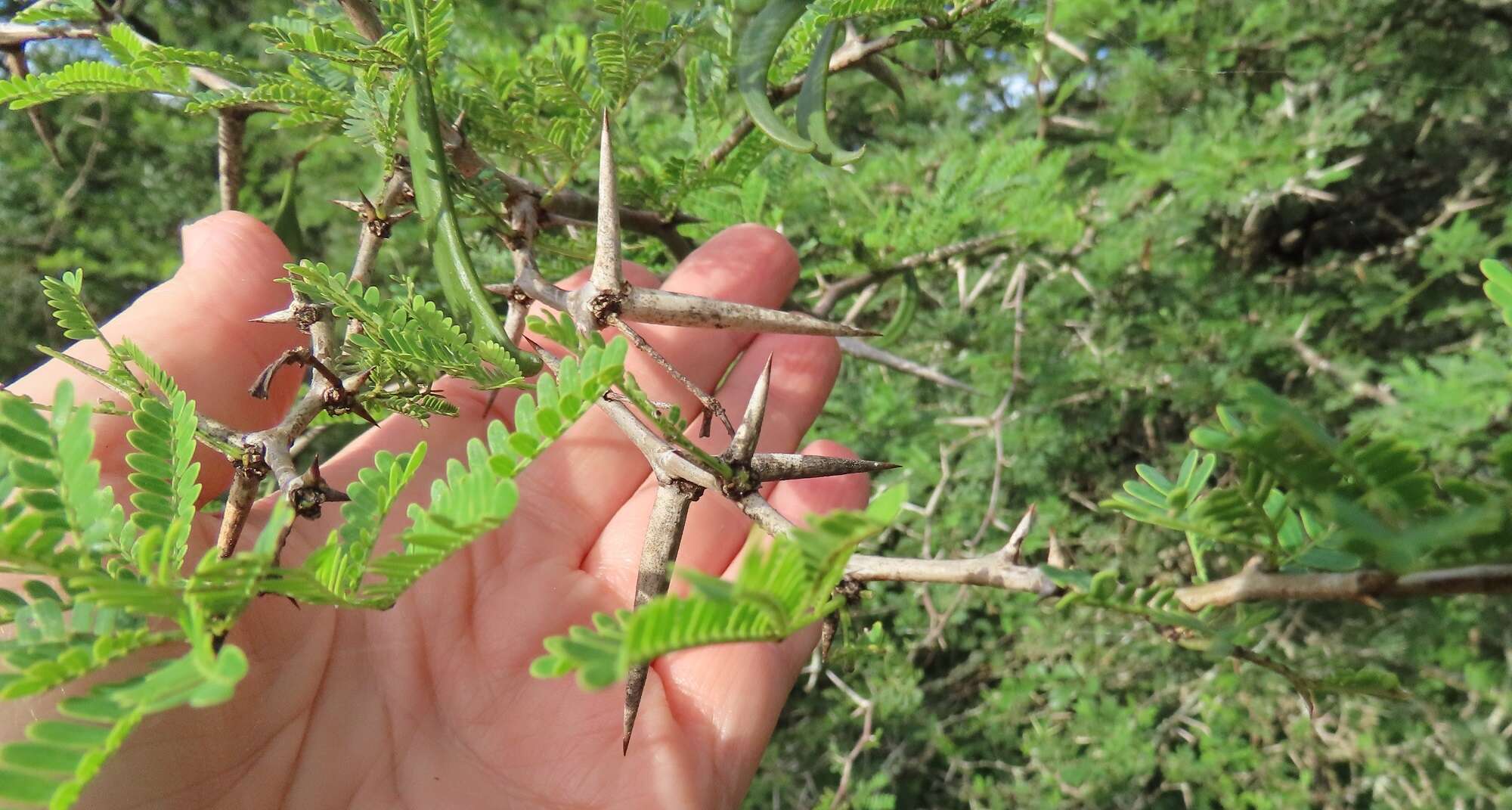 Vachellia grandicornuta (Gerstner) Seigler & Ebinger resmi