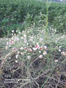 Image of Rosy Milkweed Vine