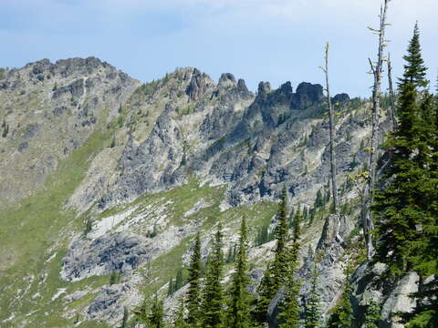 Image of subalpine fir