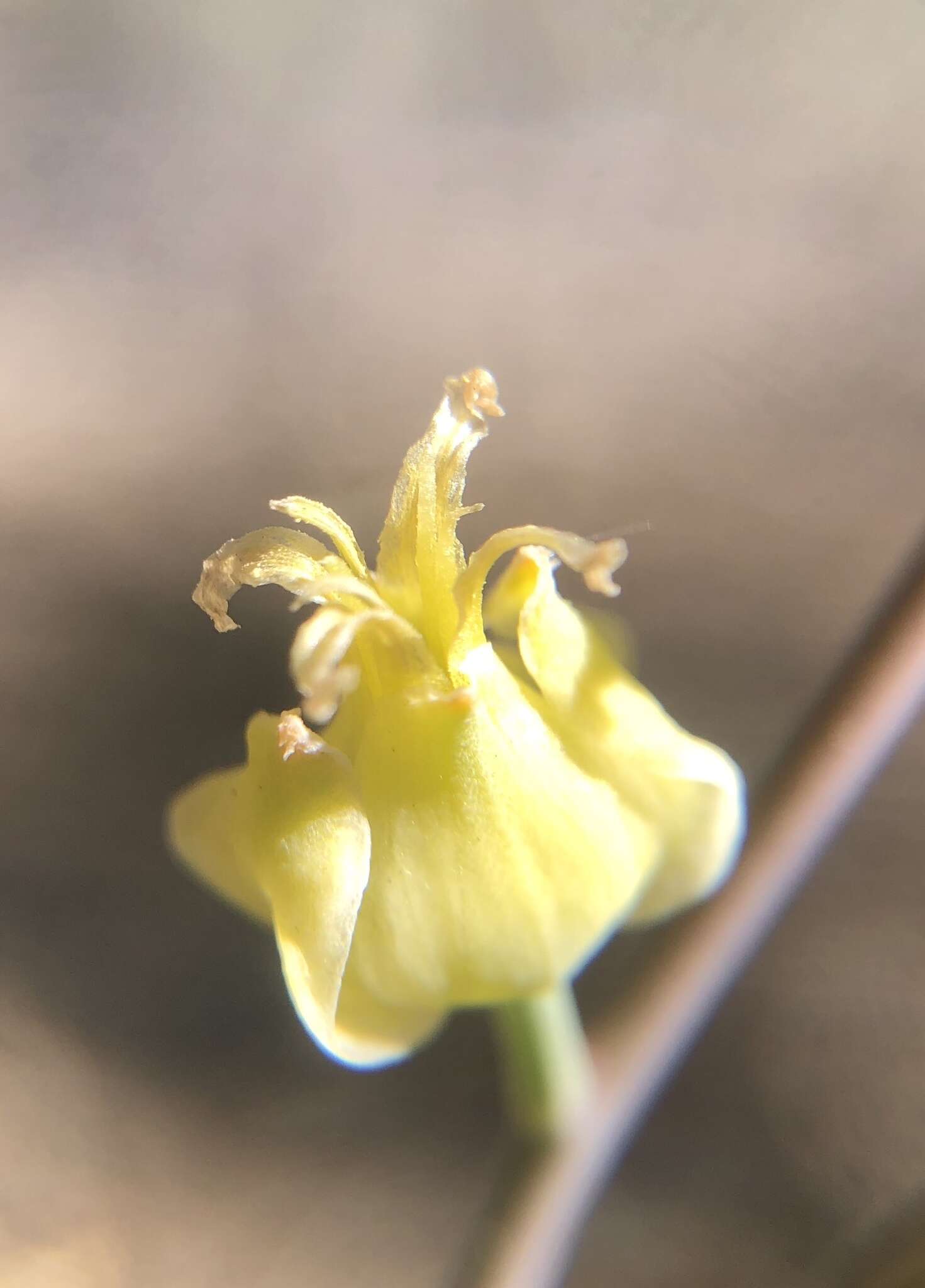 Image of Laguna Mountain jewelflower