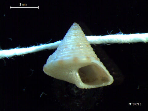Image of European painted top shell