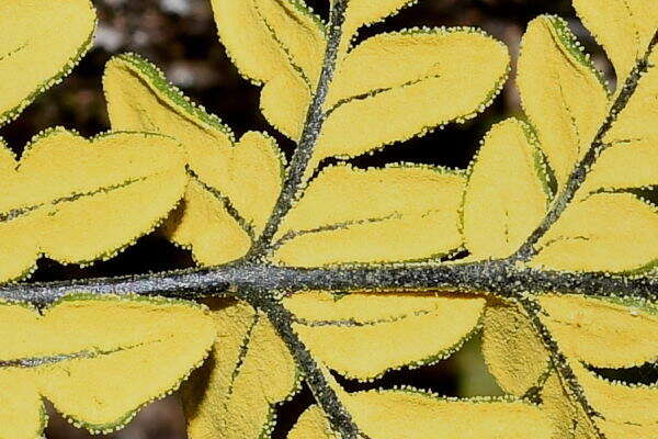 Image of Notholaena sulphurea (Cav.) J. Sm.