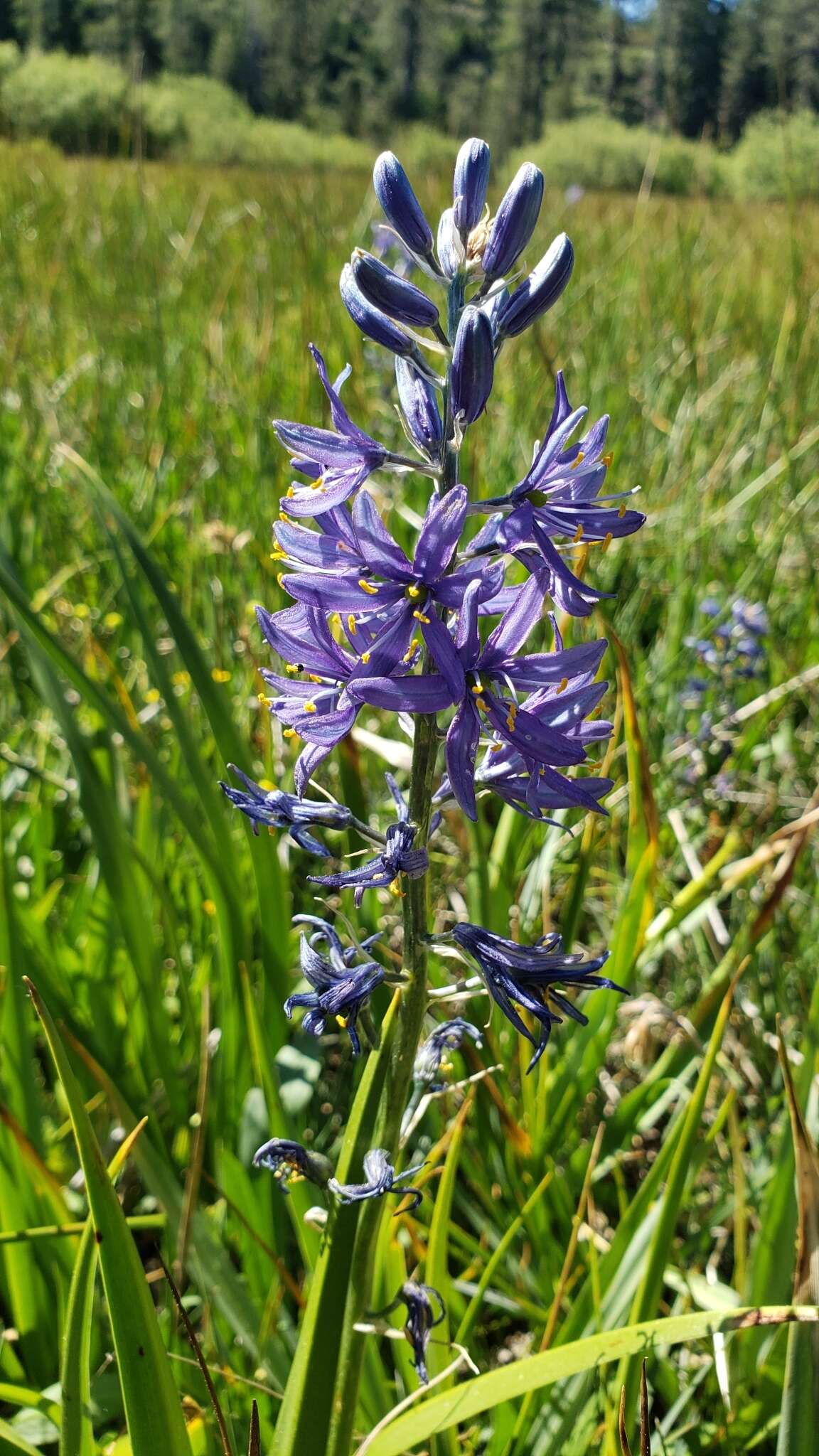 Imagem de Camassia quamash subsp. breviflora Gould