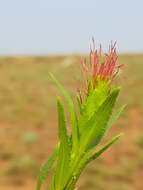 Acalypha caperonioides Baill. resmi