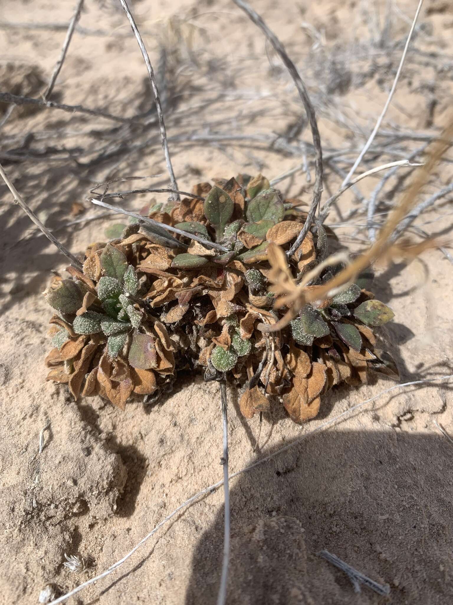 Image of Mussentuchit Creek gilia