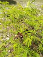 Mimosa tenuiflora (Willd.) Poir. resmi