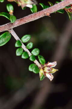 Image of Pultenaea gunnii subsp. tuberculata