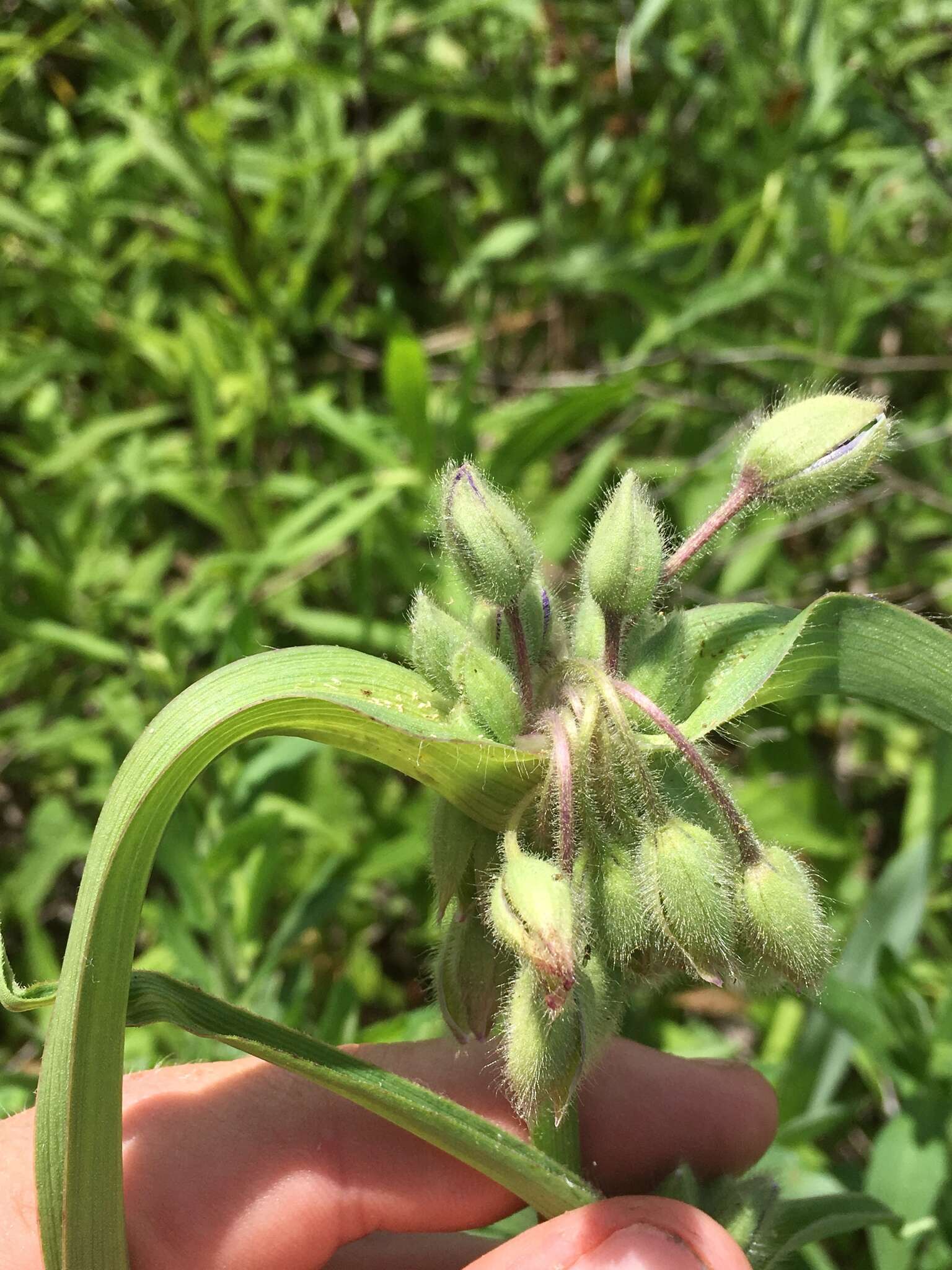 Image of longbract spiderwort