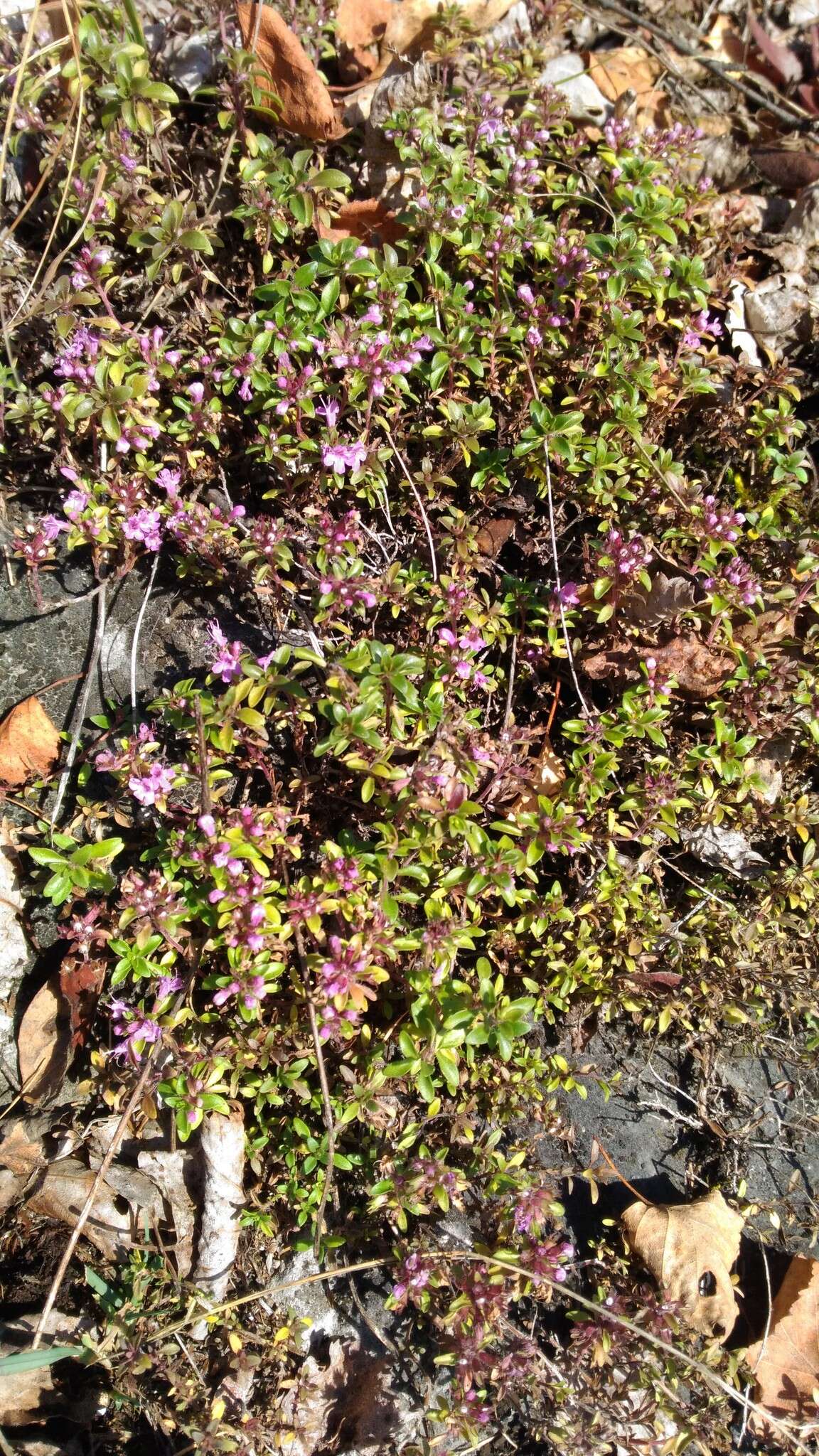 Image of Thymus glabricaulis