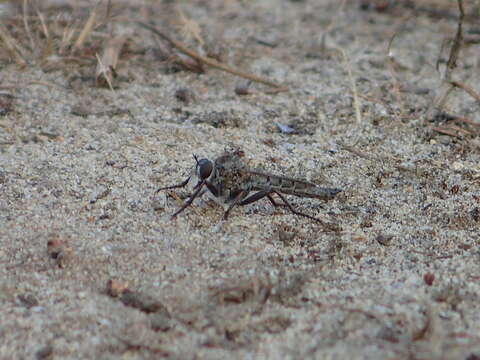 صورة Machimus occidentalis (Hine 1909)